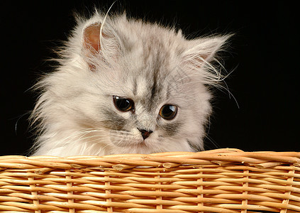 小猫咪朋友猫咪小猫猫科动物毛皮伴侣眼睛篮子耳朵灰色图片