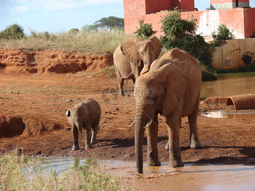 红非洲大象大草原哺乳动物旅行异国口渴动物野生动物晴天食草情调图片