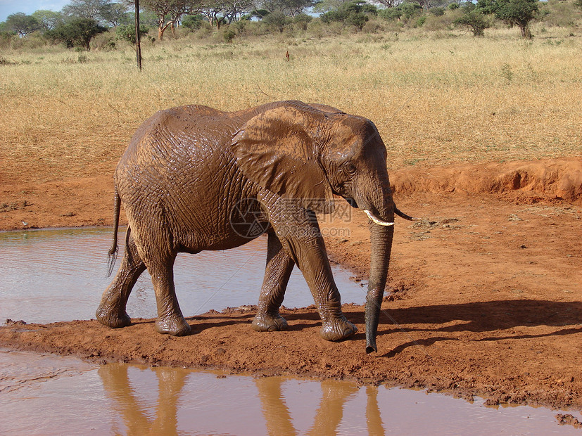 红非洲大象公园野生动物晴天太阳动物热带荒野旅行口渴大草原图片