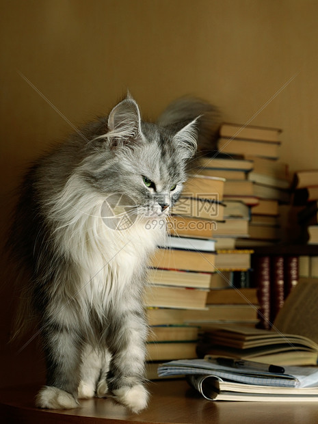 书目猫科动物毛皮游戏书人动物知识哺乳动物白色小猫图片