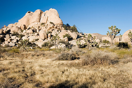 约书亚树沙漠短叶巨石岩石单子扇子荒野公园花园国家图片