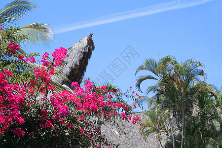 花花屋天空休息室海洋假期太阳花园海岸线热带花朵天堂图片