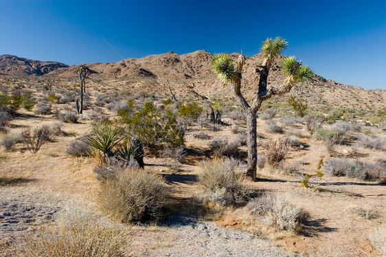 约书亚树国家花园巨石野生动物荒野衬套公园岩石沙漠单子图片