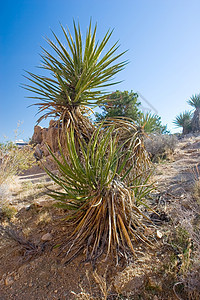 约书亚树衬套绿洲公园森林荒野扇子远足岩石棕榈花园图片