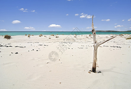热带海滩和枯树图片