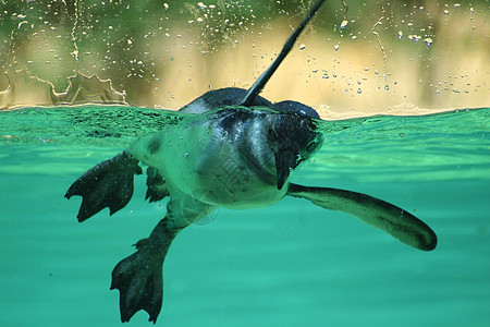 侏矮企鹅水族馆磁盘游泳对比度乐趣玻璃水滴动物园图片