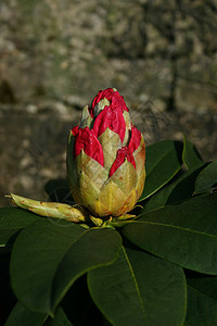 菜园植物园林观赏花瓣芍药图片