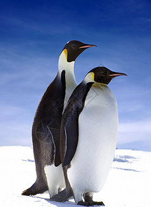 企鹅爱情朋友野生动物动物朋友们荒野背景图片