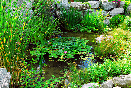 Pond 土地铺设后院园艺住宅石头房子植物美化百合院子花园图片