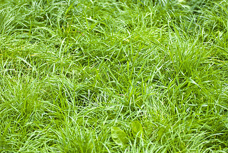 绿草植物生长场地土地水平足球草地绿色高尔夫球公园图片
