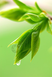春季绿树叶植物分支机构宏观树木唤醒生态雨滴叶子生活植物学图片
