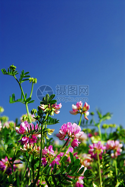 夏季草地野花园艺国家晴天天空荒野框架边界场地植物学图片