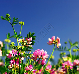 夏季草地边界晴天植物学国家荒野框架天空生长斧子植物图片