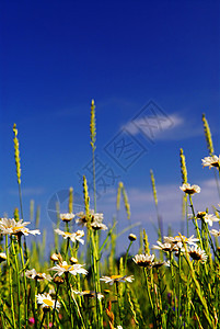 夏季草地场地天空荒野植物学花园晴天边界生长蓝色植物群图片