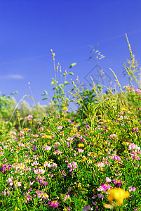 夏季草地草原植物生长环境绿色植物植物群国家荒野花朵野花图片