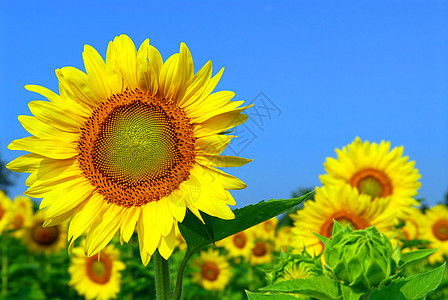 向日向外字段晴天场地天空黄色太阳快乐农村蓝色国家花朵图片