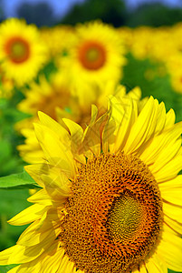 向日向外字段生长植物群场地植物黄色花瓣蓝色花朵农村国家图片