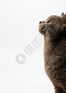 英国短头发刺青动物胡须小猫毛皮猫咪条纹宠物猫科图片