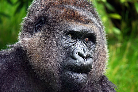 山地大猩猩哺乳动物野生动物猩猩人脸物种人猿人物动物威胁银招图片