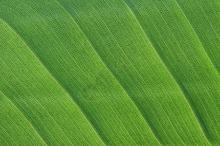 详细页贴页静脉植物细胞植物学植物群环境光合作用生活绿色线条图片