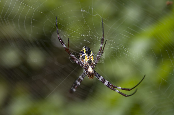 蜘蛛网上的蜘蛛绿色网络叶子昆虫线条宏观蜘蛛网图片