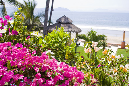 花花屋花朵蓝色小屋天堂支撑休息室海洋酒店棕榈晴天图片