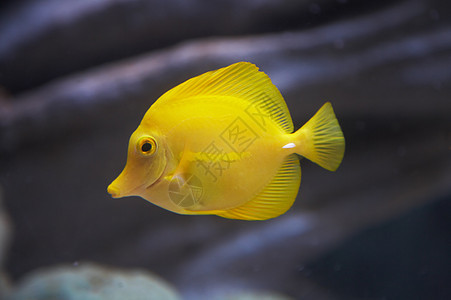 海鱼爱好珊瑚黄色潜水岛屿鱼缸海滩动物生活气候图片