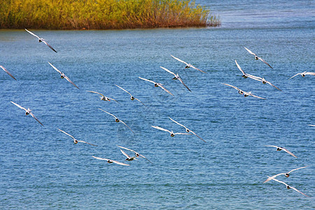普通少年飞行社会鸟类燕鸥驯鹿航班环境沼泽池塘蓝色图片