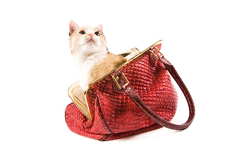 红包里的小可爱小猫红色猫科动物猫咪混种宠物白色哺乳动物图片