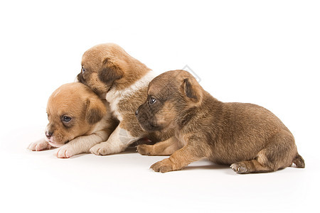 皮派朋友犬类生活伴侣宠物兄弟伙伴小狗混种婴儿背景图片