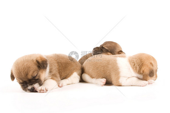 睡觉的小狗伴侣兄弟朋友宠物伙伴生活混种动物犬类婴儿图片