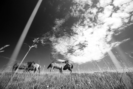 马匹野马体重场地动物马属黑色哺乳动物荒野白色戏剧性图片
