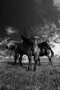 马匹戏剧性哺乳动物场地荒野黑色山脉白色体重动物马属图片