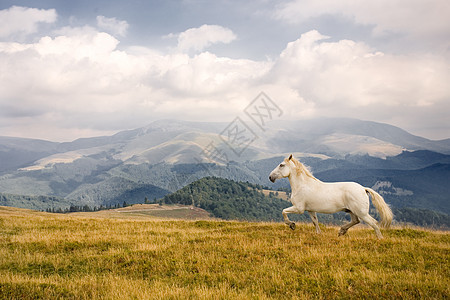 白马哺乳动物速度场地山脉动物野马蓝色全景跑步黑色图片