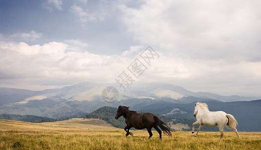 两匹马蓝色山脉动物跑步速度马属戏剧性荒野场地白色图片
