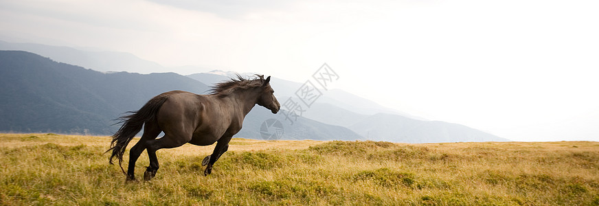 种马哺乳动物山脉场地马属棕色蓝色速度跑步戏剧性黑色背景图片