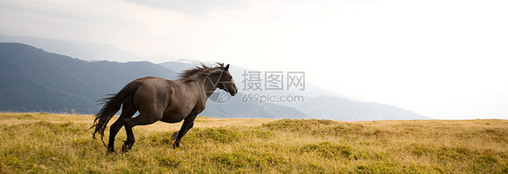 种马哺乳动物山脉场地马属棕色蓝色速度跑步戏剧性黑色图片