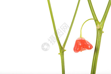 红辣椒红色香料蔬菜食物宏观胡椒烹饪白色绿色图片