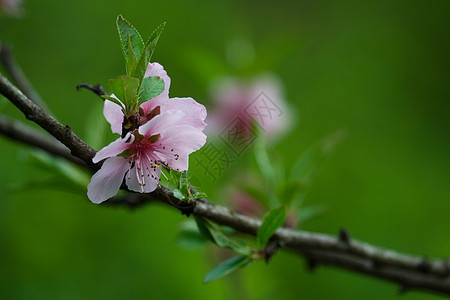 佩克花花图片