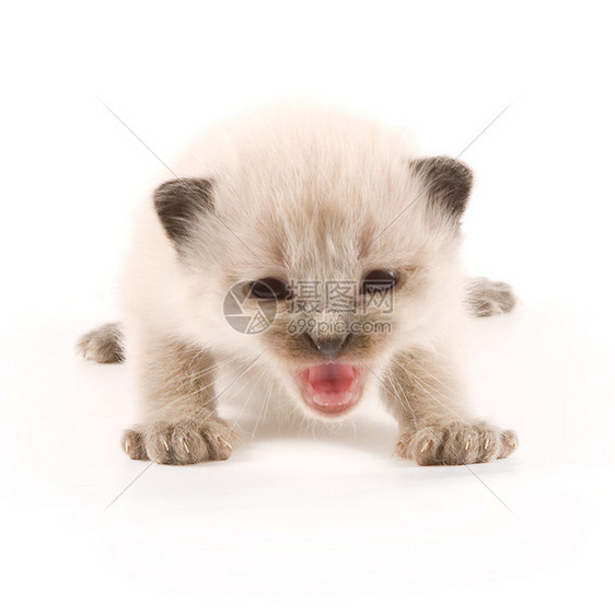 小猫咪伴侣宠物动物小猫白色毛皮猫咪哺乳动物婴儿猫科图片