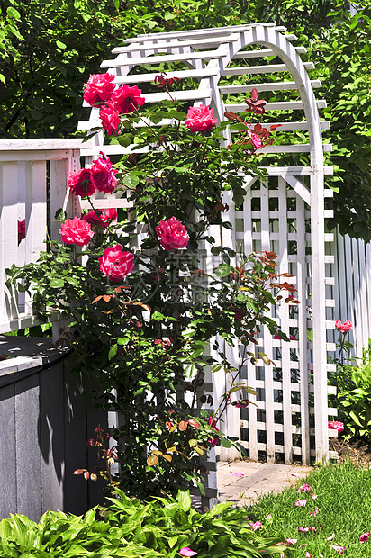 花园中的白色arbor院子木头后院凉亭花朵财产园艺住宅栅栏凉棚图片