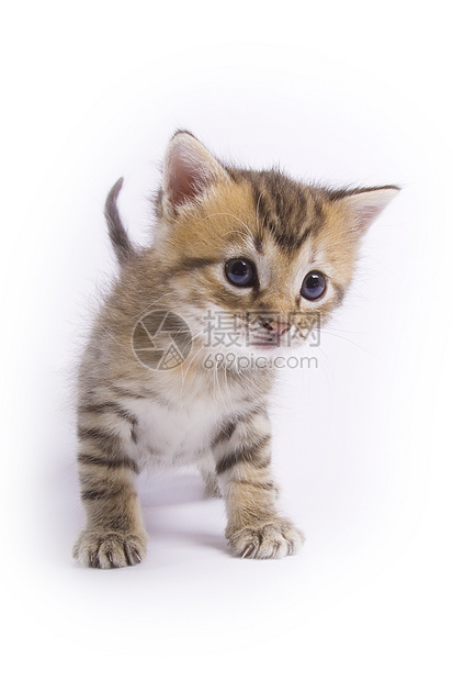 小猫咪老虎胡须哺乳动物宠物白色眼睛游戏毛皮尾巴伴侣图片