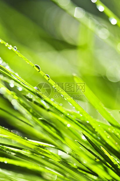 绿草背景水滴阳光飞沫露珠绿色植物雨滴生长露水晴天阳光照射图片