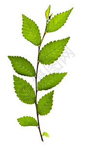 有绿叶的分处生活绿色树叶白色叶子植物宏观绿色植物图片