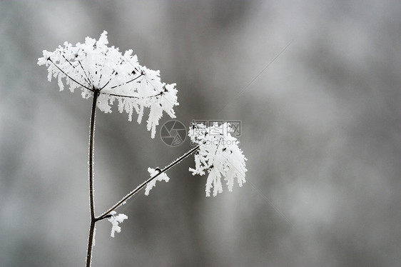 霜季节季节性白色图片