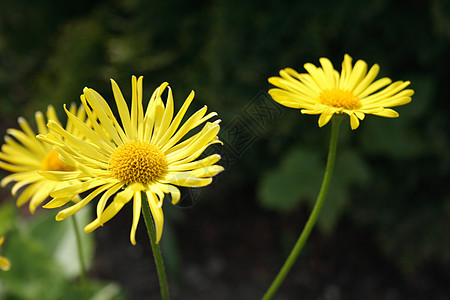 黄色花瓣洋甘菊季节雌蕊框架植物学格柏植物群植物花园图片
