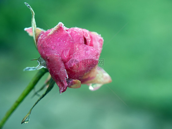 粉红色玫瑰的紧贴 覆盖了霜冻图片