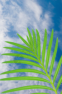 蓝天上的椰枣树叶图片