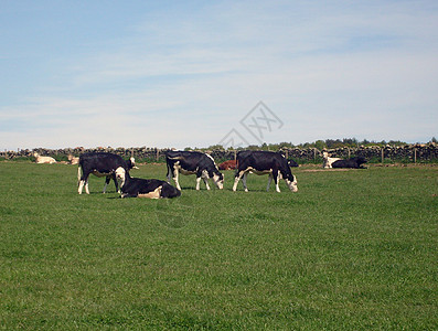 野外牛放牧奶牛农场野生动物动物绿色植物反刍动物草地哺乳动物绿地农村图片