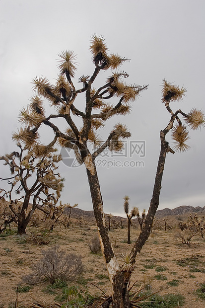 莫哈韦场地植物群衬套旅行沙漠太阳擦洗丘陵公园岩石图片